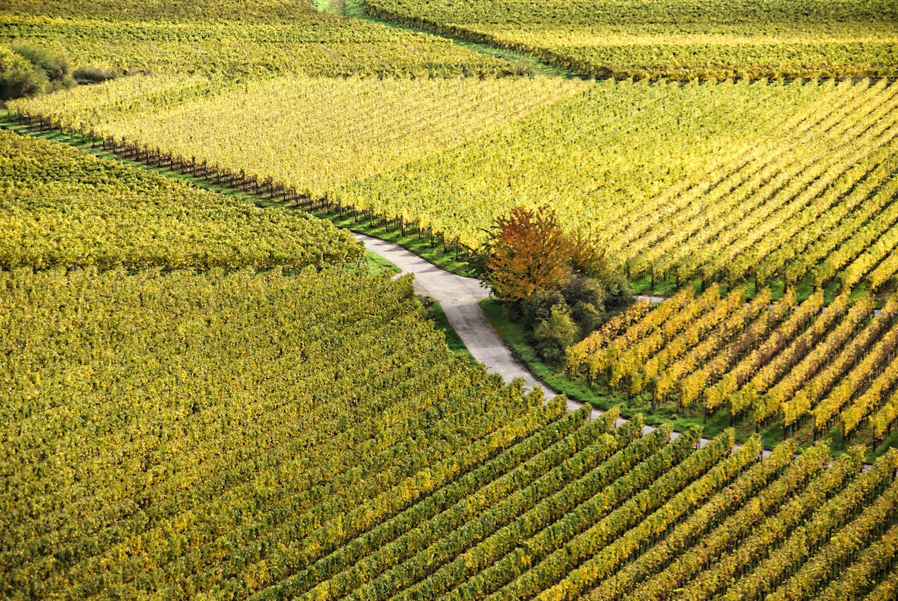 services-01 High angle view of colorful vineyards in autumn, featuring a winding rural road.