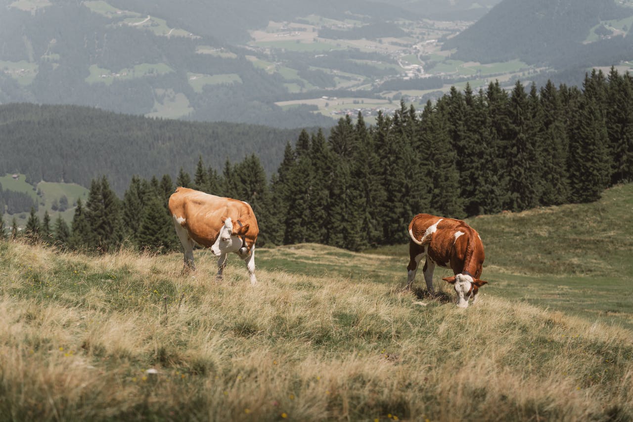 Two cows grazing on a hillside overlooking a scenic mountain valley.