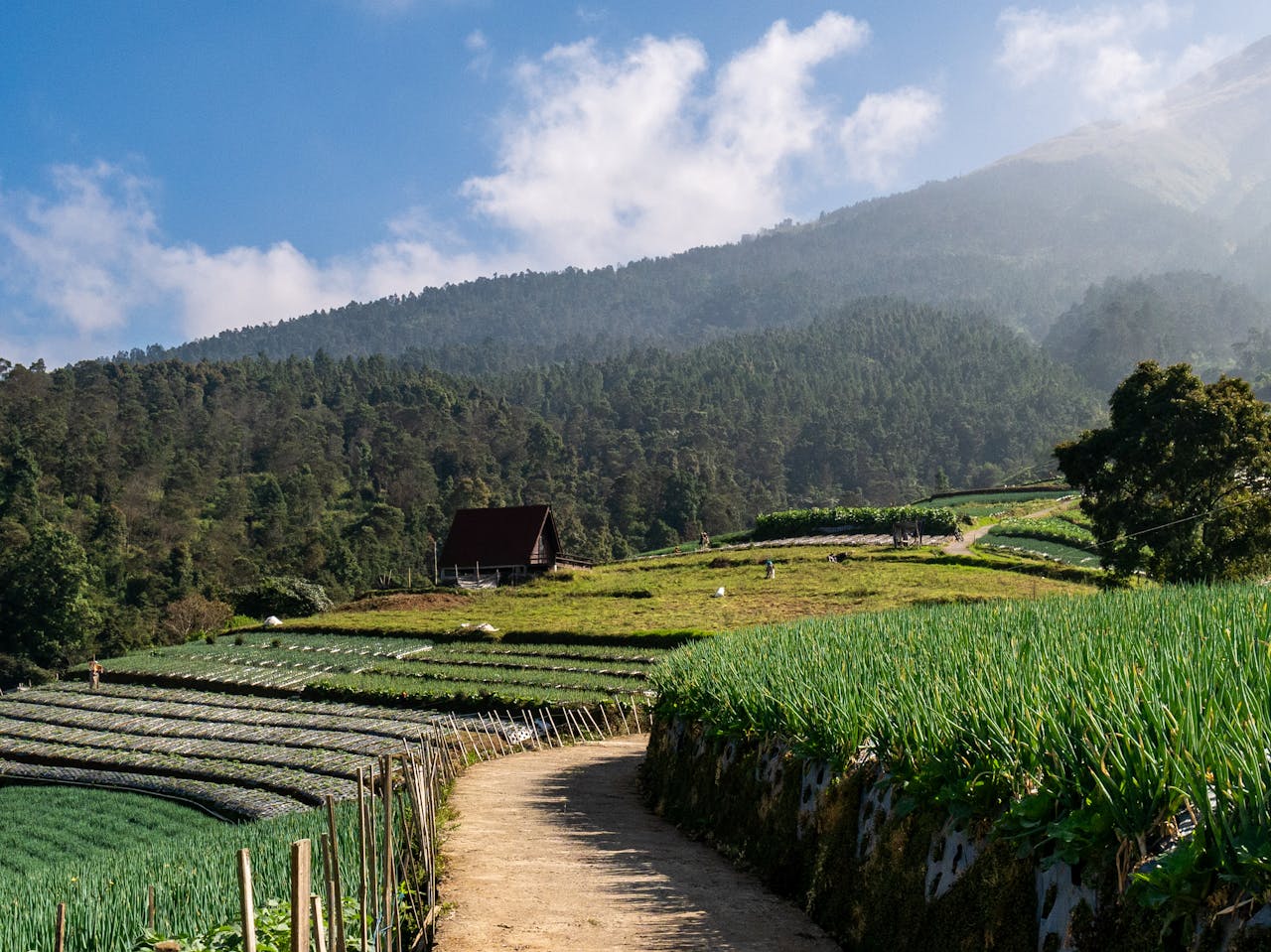 Breathtaking view of terraced fields and mountains in Central Java, perfect for nature and travel photography.