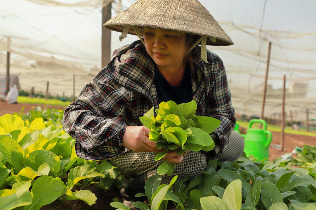 Woman in greenhouse harvesting fresh organic greens, showcasing sustainable farming.