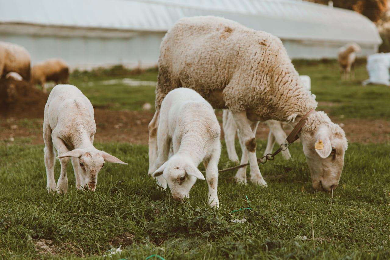services-02 A family of sheep grazing on lush green grass in a pastoral farm setting.