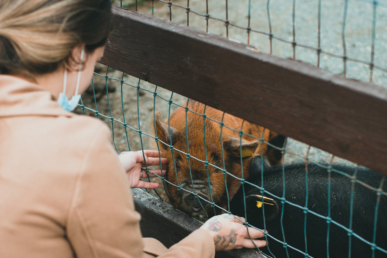 A woman feeds friendly pigs through a metal fence at a farm.